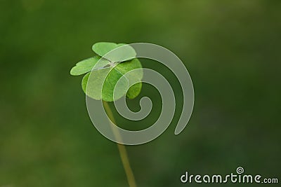 Beautiful green four leaf clover outdoors, closeup. Space for text Stock Photo