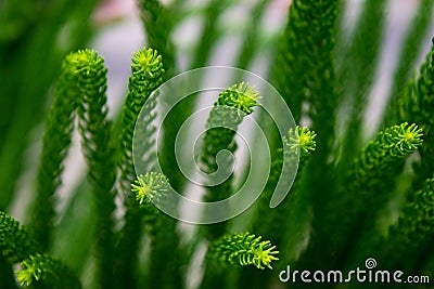 The beautiful green fresh leaves under the sunshine, araucarian excelsa Stock Photo