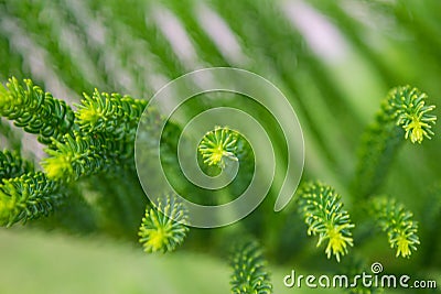 The beautiful green fresh leaves under the sunshine, araucarian excelsa Stock Photo