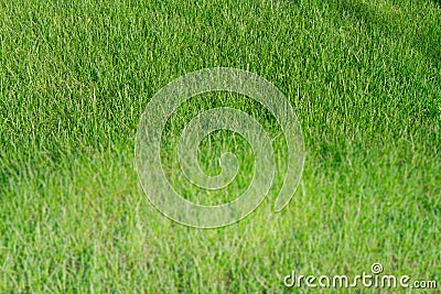 Beautiful green grass lawn made of grass in summer. blurry text space, copy space Stock Photo