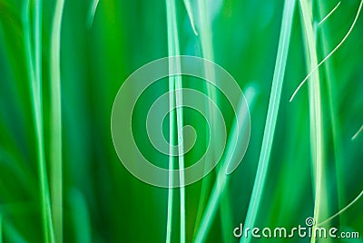 Beautiful green grassy abstract background Stock Photo