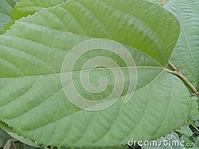 A beautiful green and large leaf Stock Photo