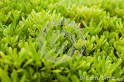 Beautiful green leaf bush in summer season Stock Photo