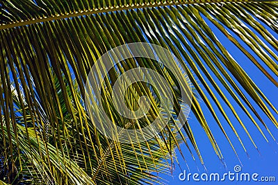 Beautiful green leaf of coconut tree against the blue sky. Stock Photo