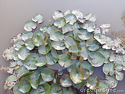 A green leaf scene in the water Stock Photo