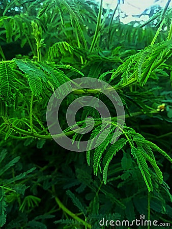 The beautiful green leafes Stock Photo