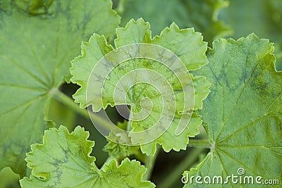 Beautiful green leaved geranium leaf background Stock Photo