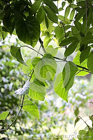 Beautiful green leaves Stock Photo