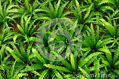 Beautiful green leaves ferns background with natural sunlight Stock Photo