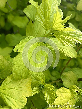 Beautiful green leaves textured phone Stock Photo