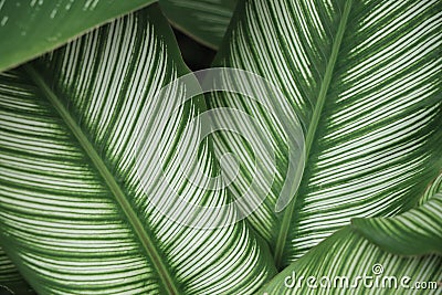 Beautiful green leaves textured with shape fresh backdrop Stock Photo