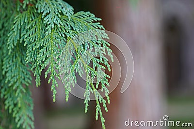 Beautiful green leaves of Thuja trees. Background with evergreen coniferous tree for your design Stock Photo