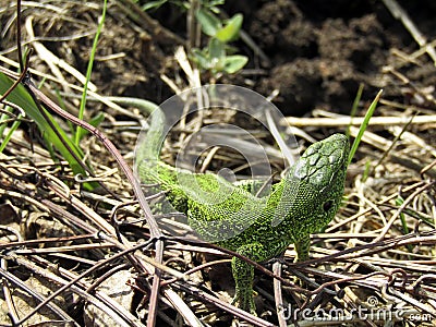 A beautiful green lizard crawled out onto a pile of dry twigs to bask in the sun Stock Photo