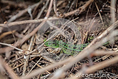 Green lizard, Lacerta viridis, in branches and leaves Stock Photo