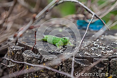 Green lizard, Lacerta viridis, in branches and leaves Stock Photo