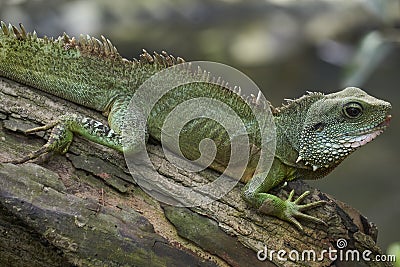 Beautiful green lizzard crawling on log with his head lifted up Stock Photo