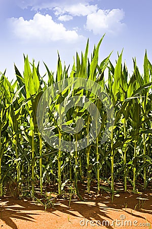 Beautiful green maize growing on the field Stock Photo