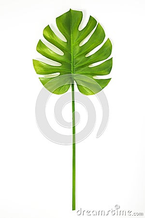 Beautiful green Monstera leaf on white background Stock Photo