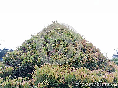 Beautiful green and more colors plants looks like mountain view Stock Photo