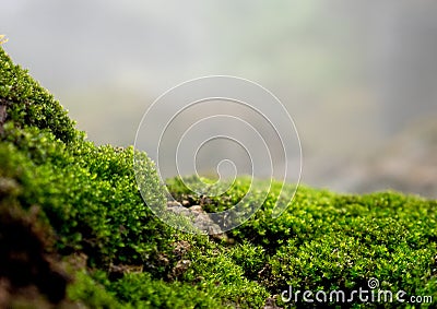 Beautiful green moss on the floor, moss closeup, macro. Beautiful background of moss for wallpaper Stock Photo