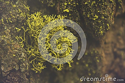 The beautiful green moss in the wood and the light just like a fairytale in Sequoia National Park Stock Photo