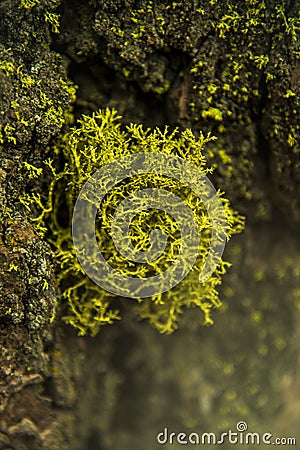 The beautiful green moss in the wood and the light just like a fairytale in Sequoia National Park Stock Photo