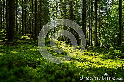 Beautiful green mossy forest in sweden Stock Photo