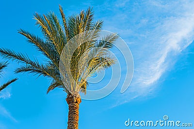 Beautiful green palm tree against the blue sunny sky with light clouds background. Tropical wind blow the palm leaves. Stock Photo