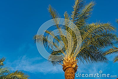 Beautiful green palm tree against the blue sunny sky with light clouds background. Tropical wind blow the palm leaves. Stock Photo