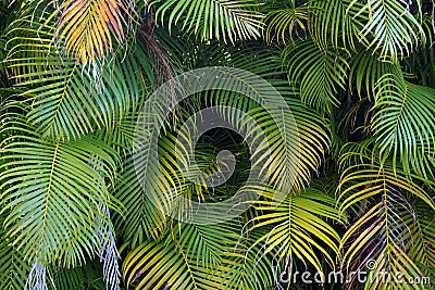 Beautiful green palm tree foliage in tropical forest. Summer rainforest background Stock Photo