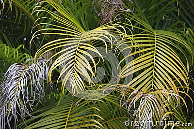 Beautiful green palm tree foliage in tropical forest. Summer rainforest background Stock Photo