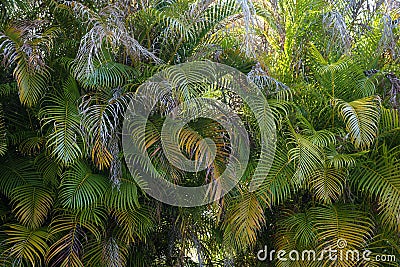 Beautiful green palm tree foliage in tropical forest. Summer rainforest background Stock Photo