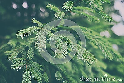 Green pine needles Stock Photo