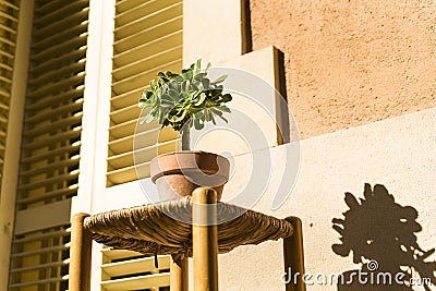 Beautiful green plant Aeonium in a clay pot, on a wooden and wicker stool. Gardening. Stock Photo