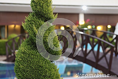 Beautiful green plant near the hotel, close up Stock Photo