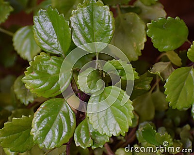 Beautiful green plant, Plectranthus Verticillatus, also called money plant or coin plant Stock Photo