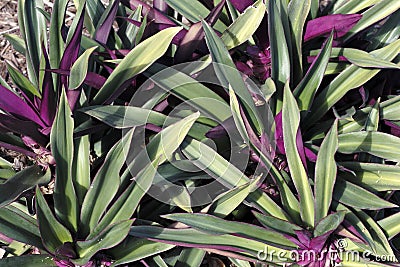 Beautiful Green and Purple Plant Stock Photo