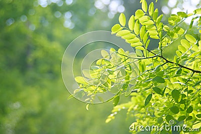 Beautiful green sheet to acacias Stock Photo