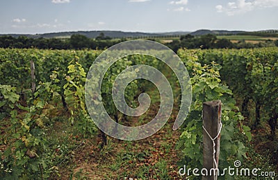 Beautiful green summer vineyard beautiful landscape with copy space Stock Photo