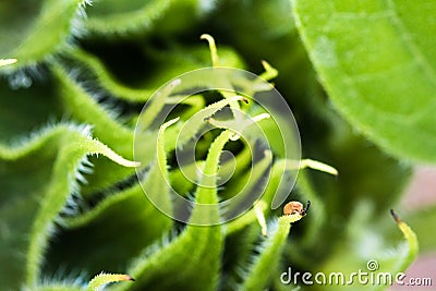 Beautiful green sunflower burgeon developing macro close up in blurred background Stock Photo