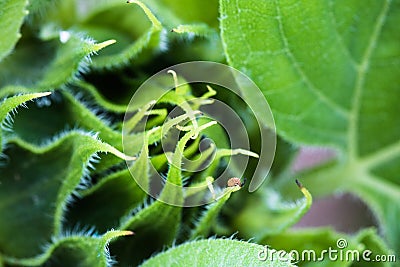 Beautiful green sunflower burgeon developing macro close up Stock Photo