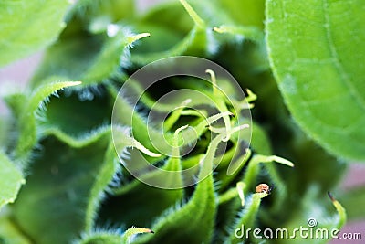 Beautiful green sunflower burgeon developing macro close up Stock Photo