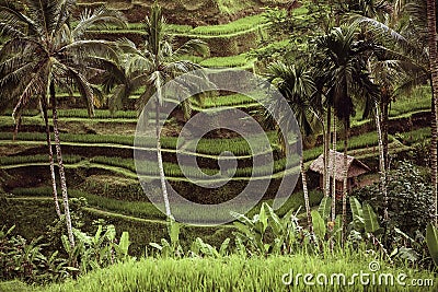 Beautiful green terrace paddy fields on Bali Stock Photo