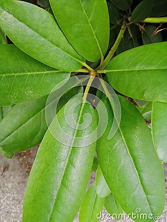 Green Leaves background.Beautiful of green tropical leaves fordifferent design Stock Photo