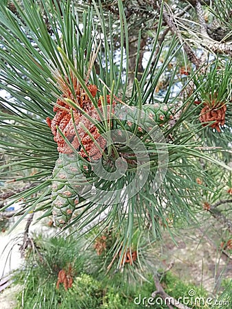 Spruce branch. Suitable for creating Christmas cards, New Year presentationBeautiful of green tropical leaves for different design Stock Photo