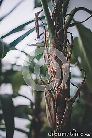 Beautiful of green tropical Stock Photo