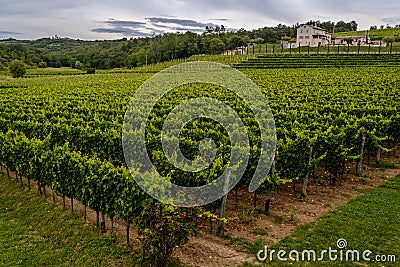 Beautiful green vineyard in Croatia (Istria) Stock Photo