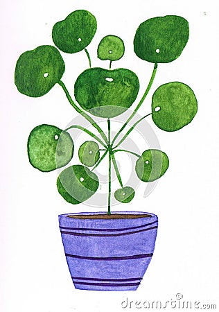 Beautiful green watercolor pilea in a purple pot Stock Photo