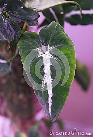 Beautiful green and white leaves of Syngonium Wendlandii Stock Photo
