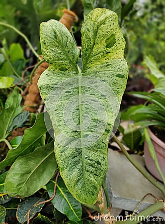 A beautiful green and white speckled leaf of Philodendron Paraiso Verde Stock Photo